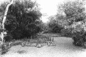 Pistia covering Cypress Creek