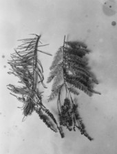Branches of bald cypress and pond cypress