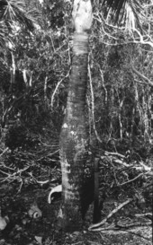 Trunk of Pseudophoenix vinifera