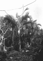 Pseudophoenix vinifera in grove