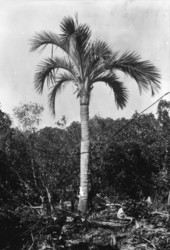 Pseudophoenix vinifera in grove - Long Key, Florida