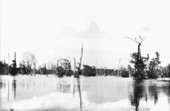 Trees at Dead Lakes