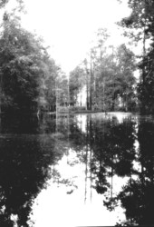 Taxodium swamp