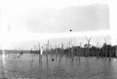 Trees at Dead Lakes
