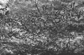 Dense growth of small plants