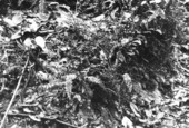 Ferns