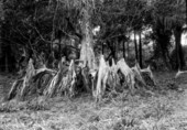Small bald cypress