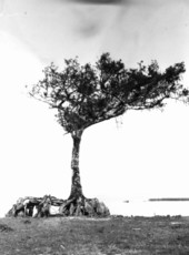 Small bald cypress tree with roots exposed