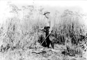 Charles A. Mosier collecting iris albispiritus