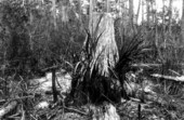 Plant growing from stump of a tree.
