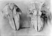Animal skulls