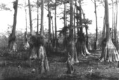 Group of bald cypress