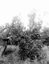 Heavily laden King orange tree
