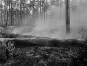 Fire in the Everglade keys
