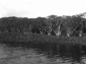 Water hyacinth and pond apple along Anderson Creek