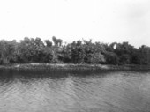 Water hyacinth and pond apple along Anderson Creek