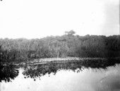Pistia, water hyacinth, bulrush and pond apple