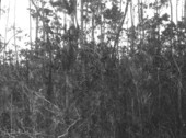 Scrub plants