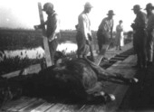 Men trying to raise exhausted mule