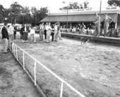 Boy jumping in excitement while dog crosses finish line at the dog race.