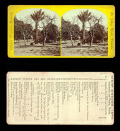 Date Palm and Fig Trees, near Jacksonville.
