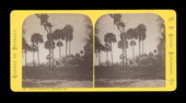 Group of Palmetto's, Enterprise, Florida.