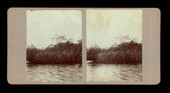 Grass at the fork in an unidentified river