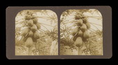 Coconuts in the tree