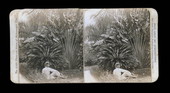 Man laying in front of plants