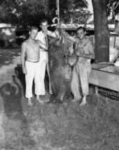 Skin divers showing off a 7-foot, 500 pound Atlantic goliath grouper speared 10 miles off Rock Island.