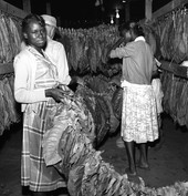 Tobacco workers hanging leaves at Charles Brinks' farm in Quincy.