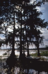 Scenic view of a bayou near Tallahassee, Florida.