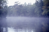 Landscape viewed through the misty fog in Tallahassee, Florida.