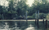 Shipwreck in the St. Marks River near the Newport Marine Industries boatyard.