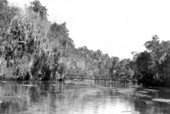 Scene at the head of Homosassa River - Homosassa Springs, Florida .