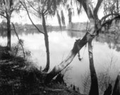 View of the Suwannee River .