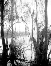 View of the Suwannee River .