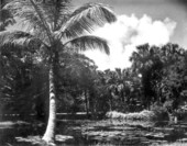 View of lake and trees - Vero Beach, Florida .