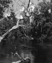 View of Homosassa River - Homosassa Springs, Florida