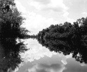 View of a river at Dead Lakes - Dead Lakes, Florida .