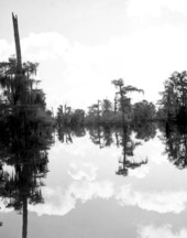 Reflections of the trees on the water - Dead Lakes, Florida .