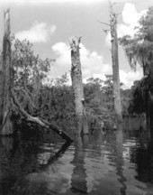 Trees standing in the water - Dead Lakes, Florida .