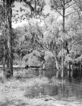 View of the Suwannee River .