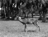 "Baby Snooks", mother of "Flag" of the Yearling..