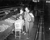 Bert Tabor and Eddy Marks examines the oranges - Waverly, Florida