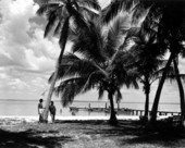 Women standing beneath palm trees near the beach - Sanibel Island, Florida.
