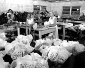Women with bouquets of chrysanthemums - Cortez, Florida .