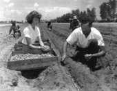 Annette Machek helps her father plant bulbs - Delray Beach, Florida .
