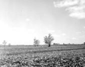 View of a caladium field - Highlands County, Florida