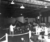 Horse Auction - Hialeah, Florida .